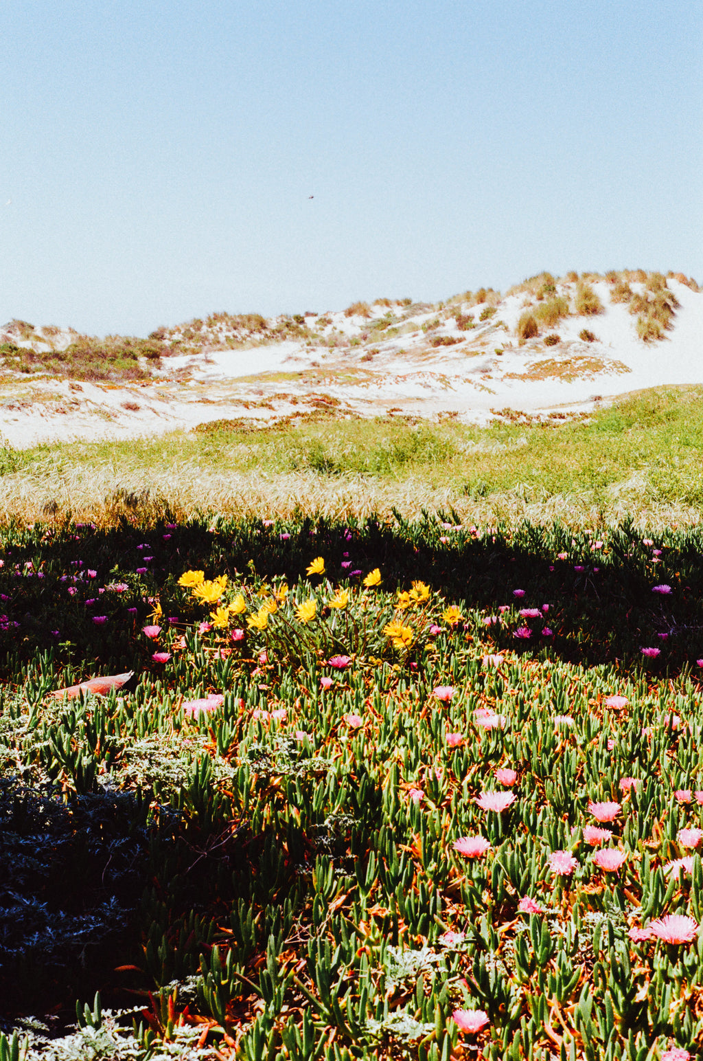 SCENTED CANDLE SEA SALT & SAGE SCENTED CANDLE – FRESH HERBAL SEA SCENT