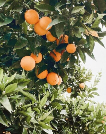 Duftkerze Orange Blossom