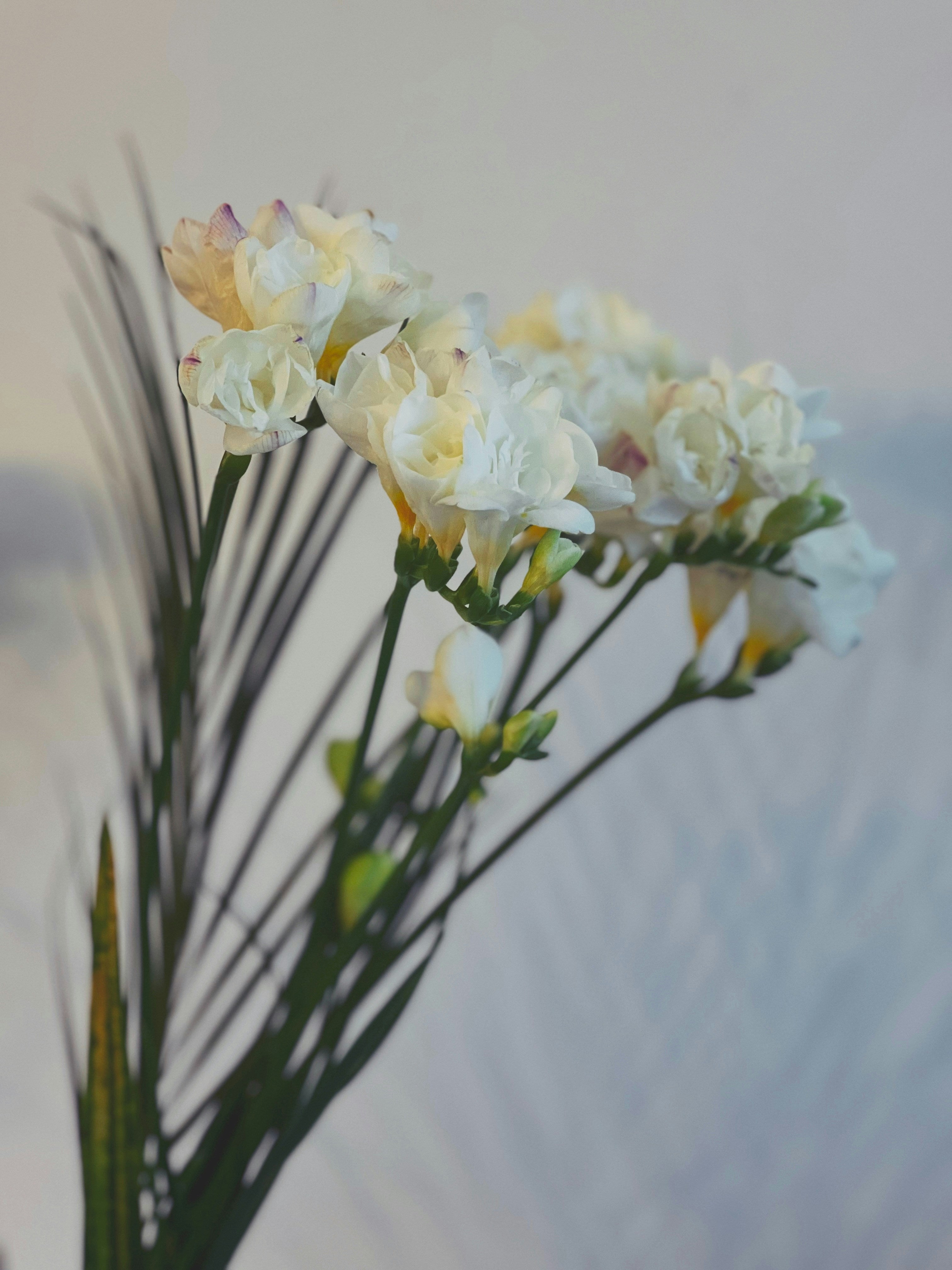 SCENTED CANDLE ENGLISH PEAR & FREESIA – LIGHT FLORAL-FRUITY SCENT